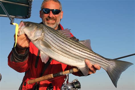 stripers online fishing forum|Unlock the Secrets of Striper Fishing: Dive into Our Online Forum.